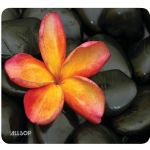 Allsop Natursmrt Mouse Pad Florl