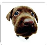 Allsop Chocolate Lab Mouse Pad