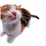 Allsop Pet Me Cat Mouse Pad